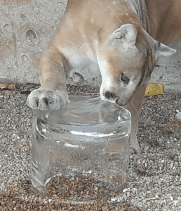 Mountain lion licking giant ice cube enrichment.