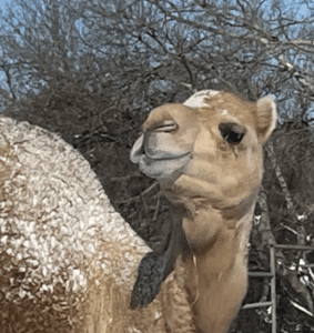Camel playing in the snow
