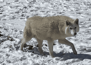 Wolf playing in the snow.