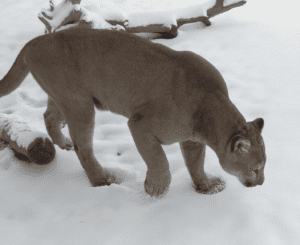 Mountain lion play in the snow