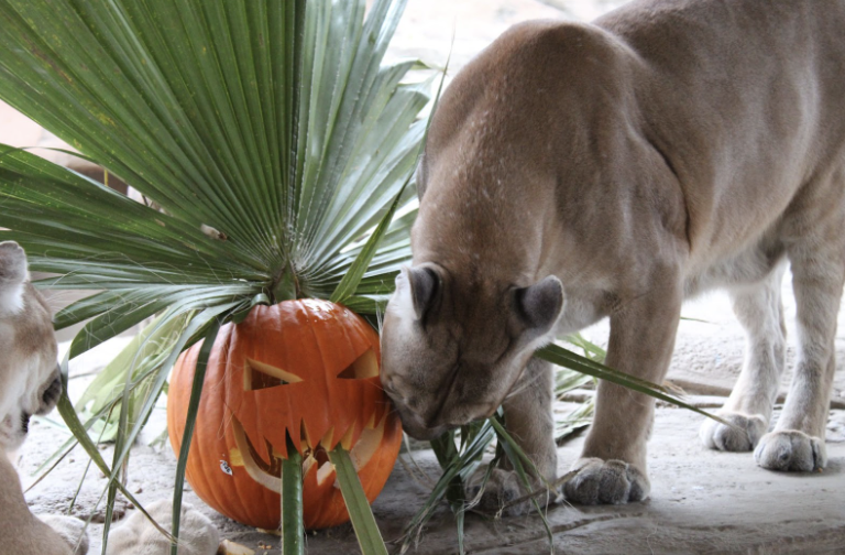 Fall Halloween Event at Animal World and Snake Farm Zoo