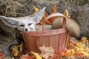 Fall Halloween Event at Animal World and Snake Farm Zoo