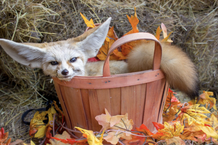 Fall Halloween Event at Animal World and Snake Farm Zoo