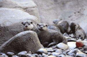 Group of Otters Playing at Animal World and Snake Farm Zoo