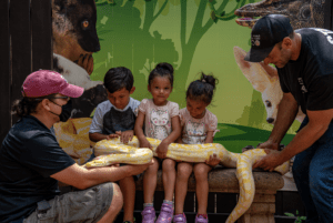 Three siblings meeting one of our Burmese pythons up close and personal.