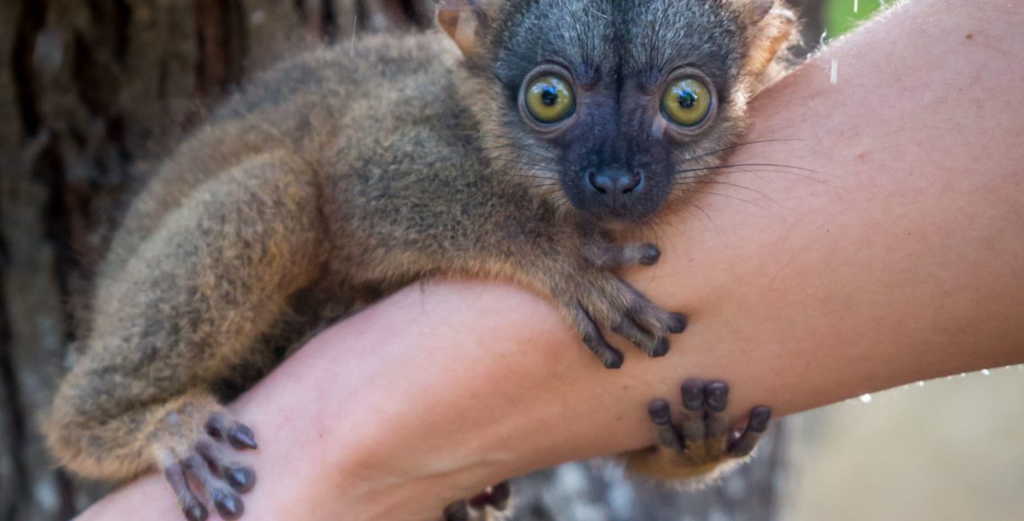 Common Brown Lemur Animal World and Snake Farm