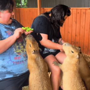 Two zoo guests participating in an up close and personal capybara encounter.