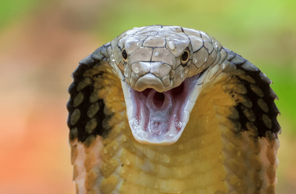 November's Featured Animal: The King Cobra