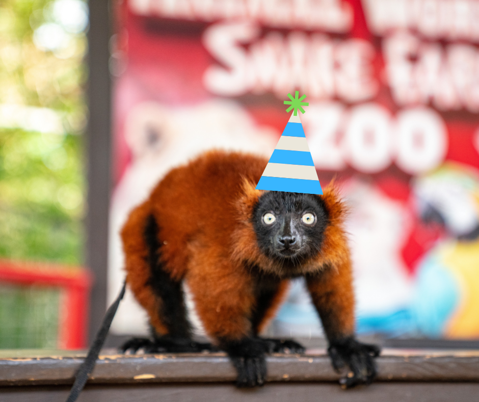 A photoshopped photo of a red ruffed lemur wearing a party hat.