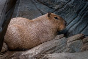 A photo of a capybara that showcases their flat backs.