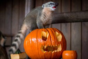 Halloween Coati Animal Enrichment 
