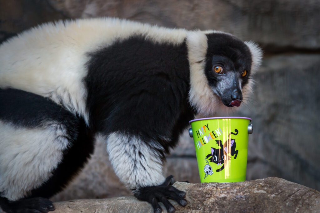 A black-and-white ruffed lemur indulging in Halloween enrichment from a festive Halloween pail