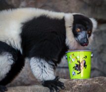 A black-and-white ruffed lemur indulging in Halloween enrichment from a festive Halloween pail