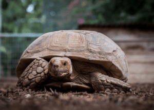 A close-up shot of one of our sulcata tortoises.