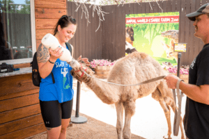 Kamilla the dromedary camel being featured in a bottle feeding encounter as a baby.