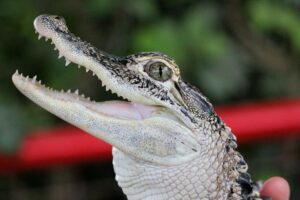 A close up shot of an American alligator