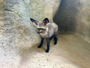 Zoe the bat-eared fox in her enclosure.