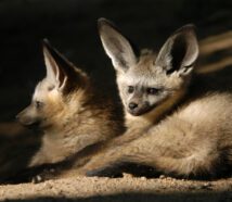 Two bat-eared foxes lying next to each other.