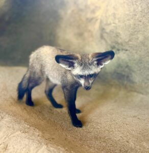 One of our bat-eared foxes.