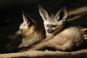 Two bat-eared foxes resting in the shade.