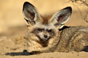 A bat-eared fox laying down.