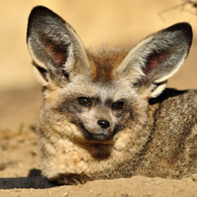 A bat-eared fox laying down.
