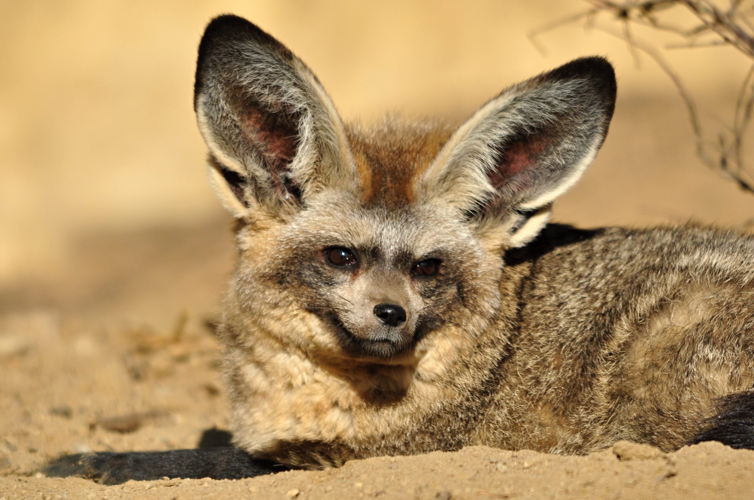 Bat-Eared Fox - Zoo & Snake Farm New Braunfels