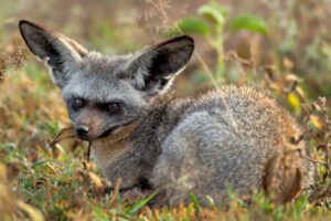 A bat-eared fox chewing on a few leaves.