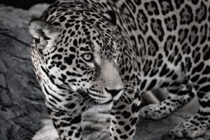 A black and white image of a jaguar
