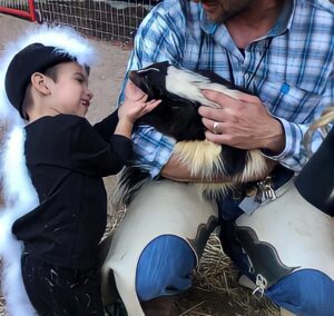A young boy petting a skunk while dressed up as a skunk