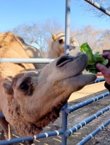 A dromedary camel being hand fed a piece of lettuce.