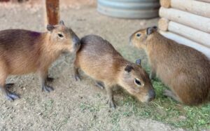 The three baby capybaras housed at Animal World & Snake Farm Zoo.
