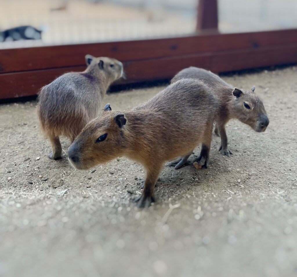 The three baby capybaras housed at Animal World & Snake Farm Zoo.