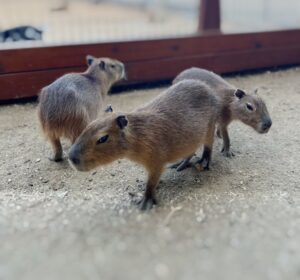 A picture of our three baby capybaras.