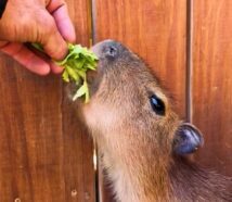 Someone hand feeding a capybara.