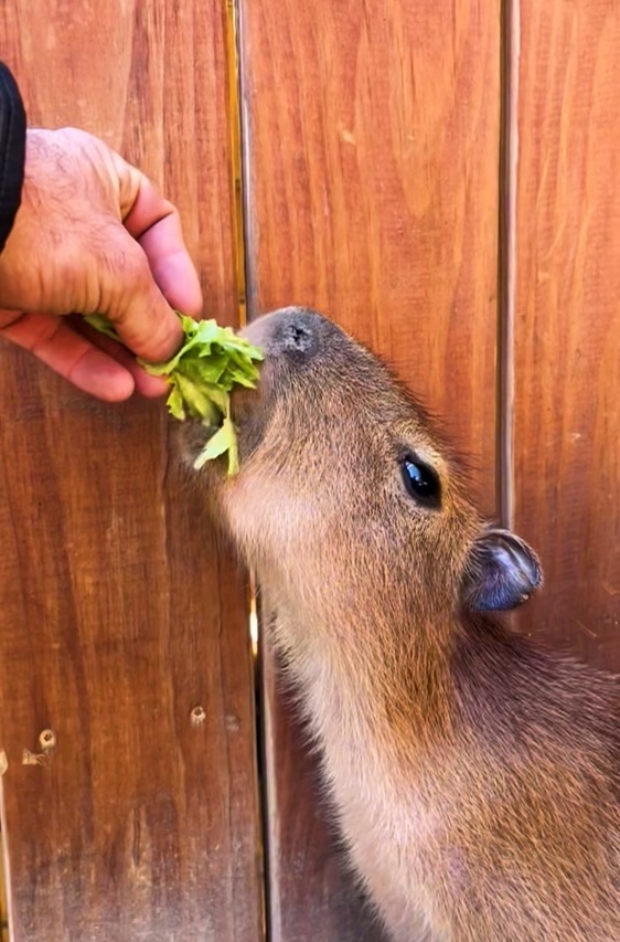 Someone hand feeding a capybara.
