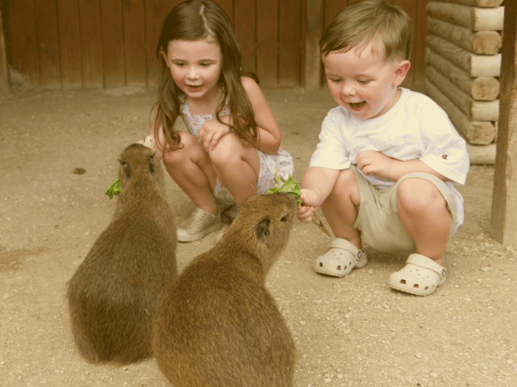 Two guests interacting with our baby capybaras