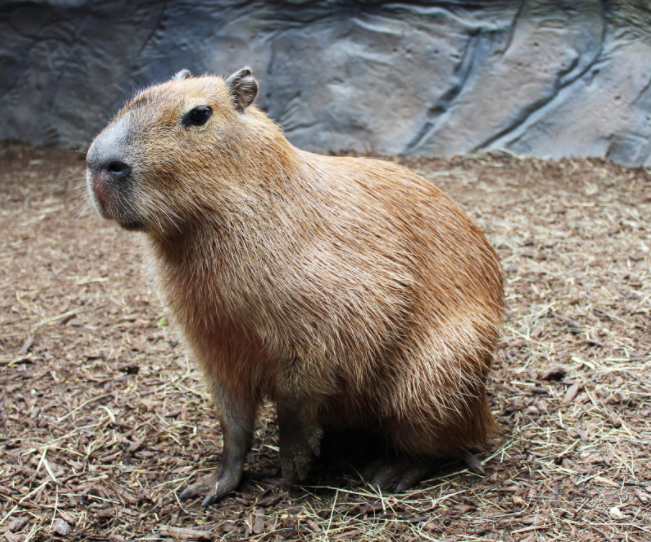 Capybara Are Capybaras