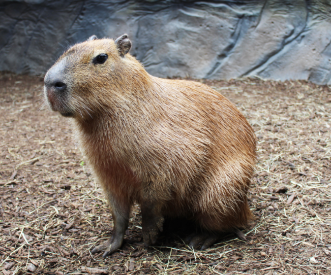 Get to Know the Capybara, the World's Biggest, Chillest Rodent