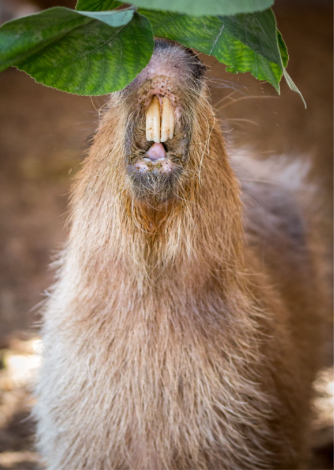 Capybara - Zoo & Snake Farm New Braunfels