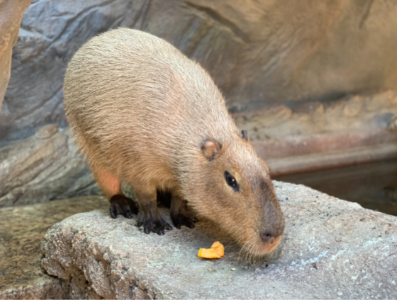 Capivara (capybara) Capybara, Endangered animals facts, Worlds cutest animals