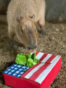 Pet a cute capybara! Our capy takes a bite of lettuce out of some enrichment that we made them