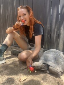 Cassidy, one of our keepers, sharing a snack with a sulcata tortoise housed at the Zoo.