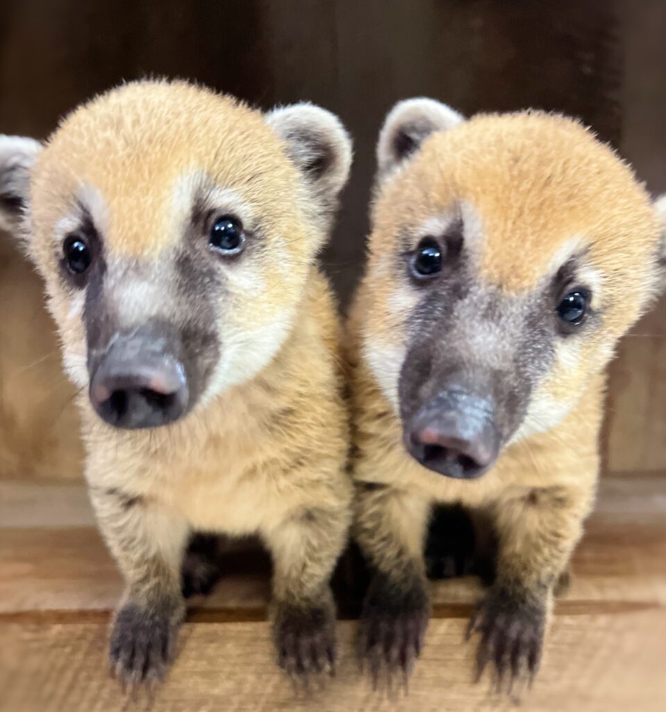 Coati Babies at Animal World and Snake Farm Zoo