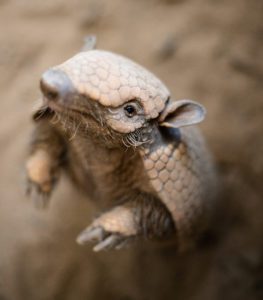 Armadillo Animal World and Snake Farm Zoo Winter