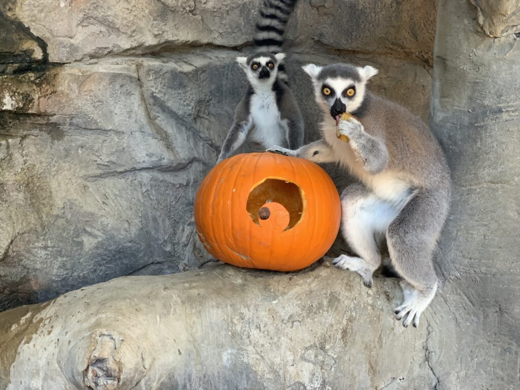 Lemurs enjoying pumpkin enrichment at Animal World and Snake Farm Zoo's Halloween event