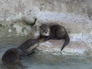 Group of Otters Playing at Animal World and Snake Farm Zoo