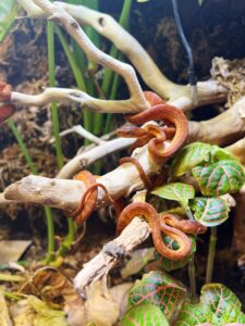 Some of the many Jamaican boa neonates that hatched in November 2022.