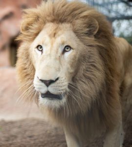 White lion image of a white lion male