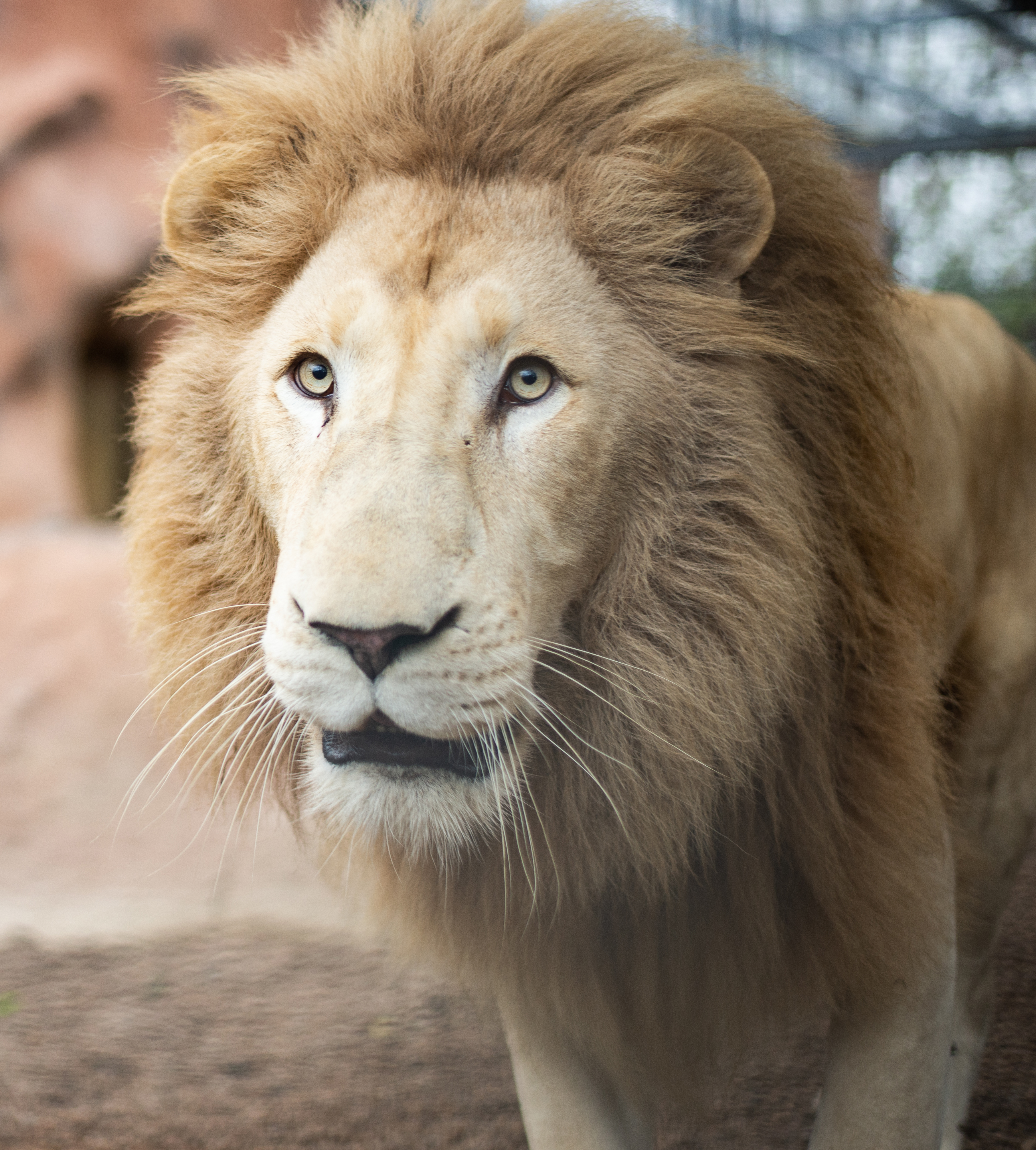 White Lion Safari Animal World And Snake Farm